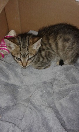 adoptada